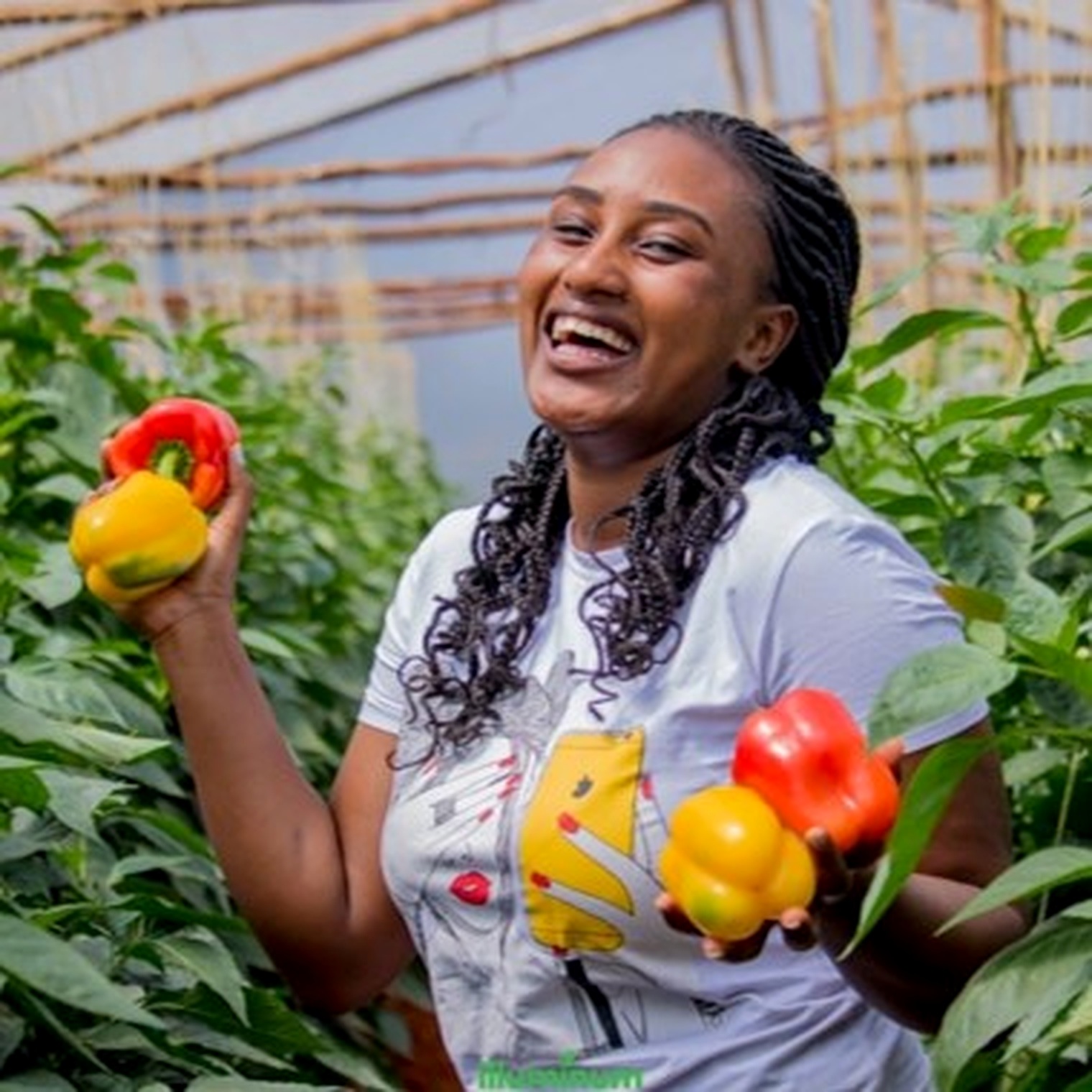 Olmerai Fresh produce in a Kenyan greenhouse at Oleltepis, Kajiado