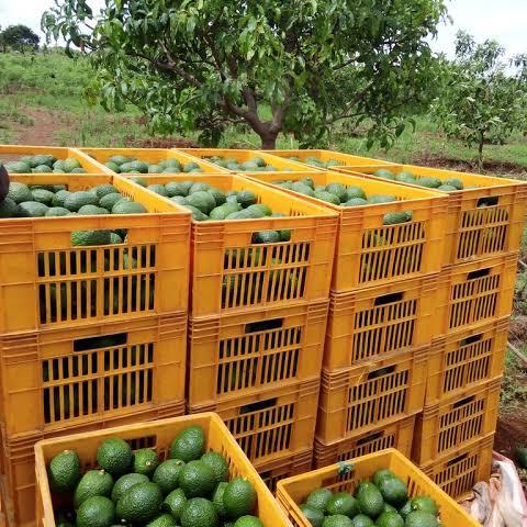 Avocados