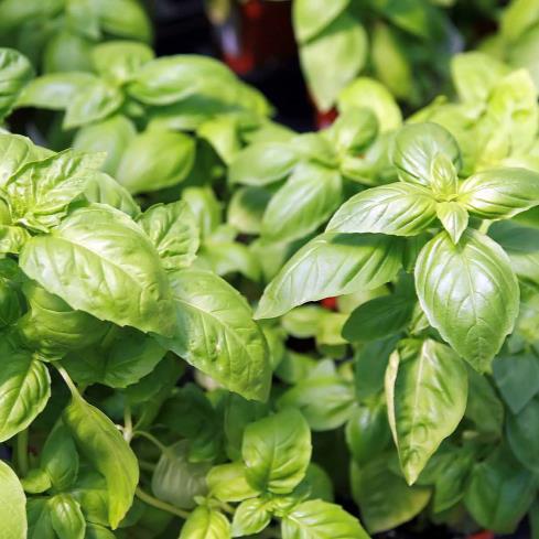 Basil
