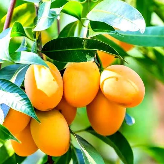 Mangoes