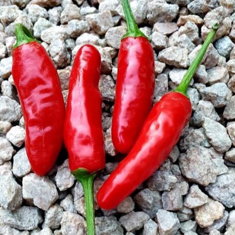 Red Bullet Chillies