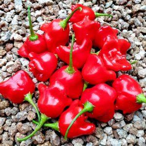 Bishop Crown Chillies
