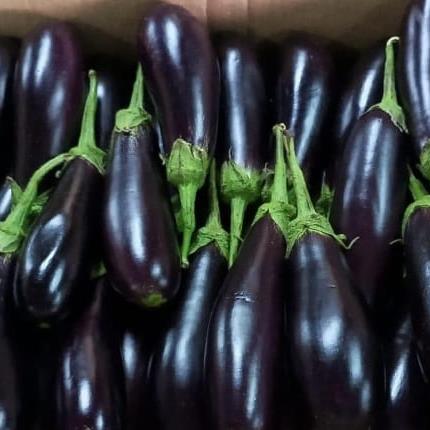 Ravaya Egg Plant
