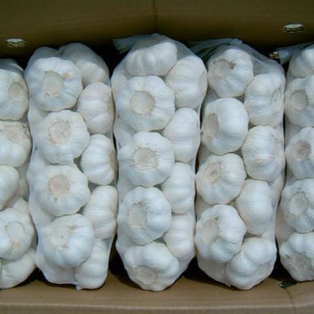 White Garlic