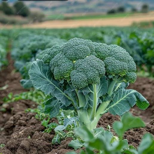 Broccoli