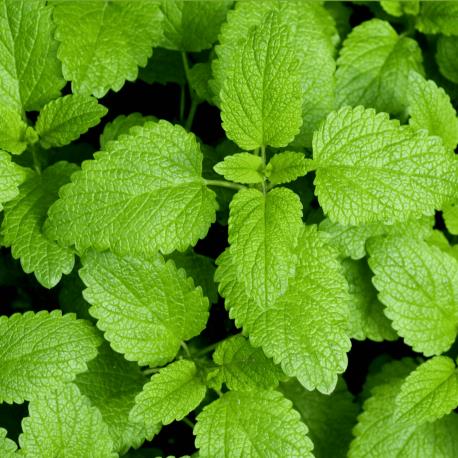 Mint