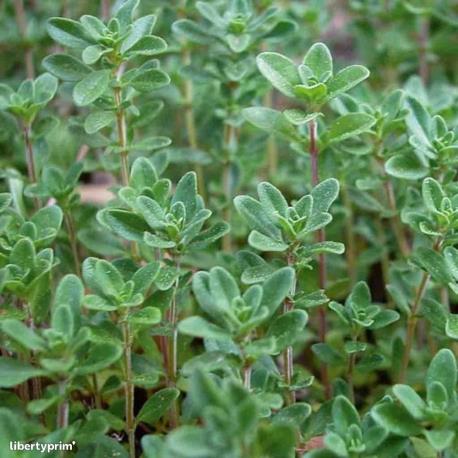 Thyme